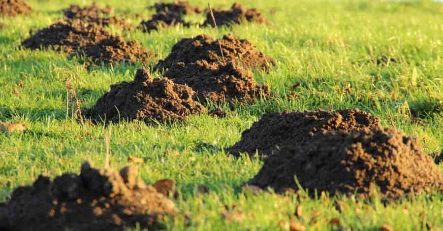 vakondháló lerakása